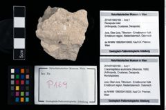 Foto (Objekt + Etikett) von Cracensigillatus acutirostris (Moericke, 1889)  (NHMW-GEO-2014-0194-0169)